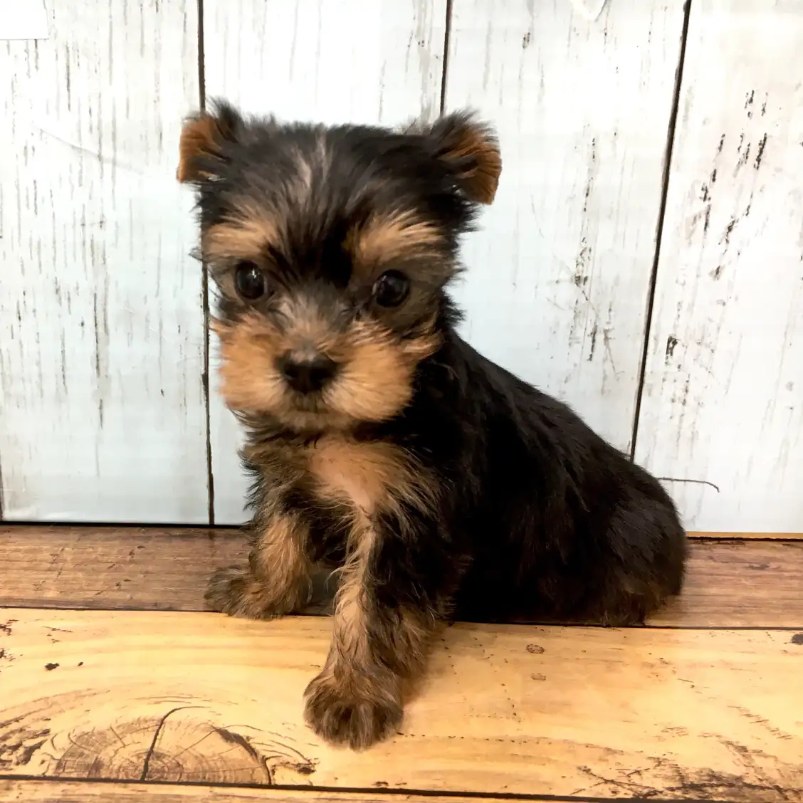 ヨークシャーテリア