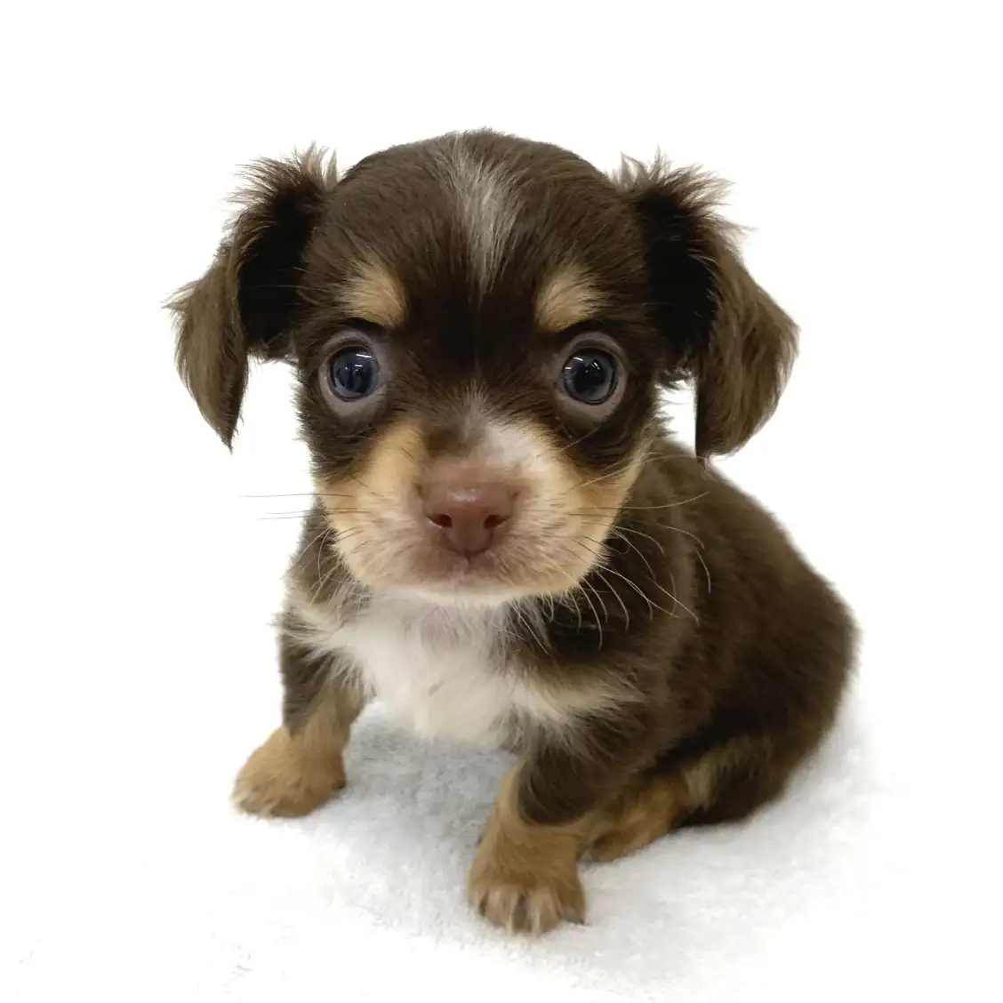 MIX(チワワ×ダックスフント)