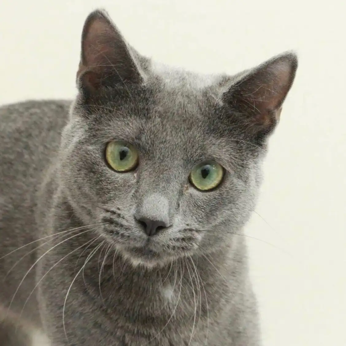 ロシアンブルー