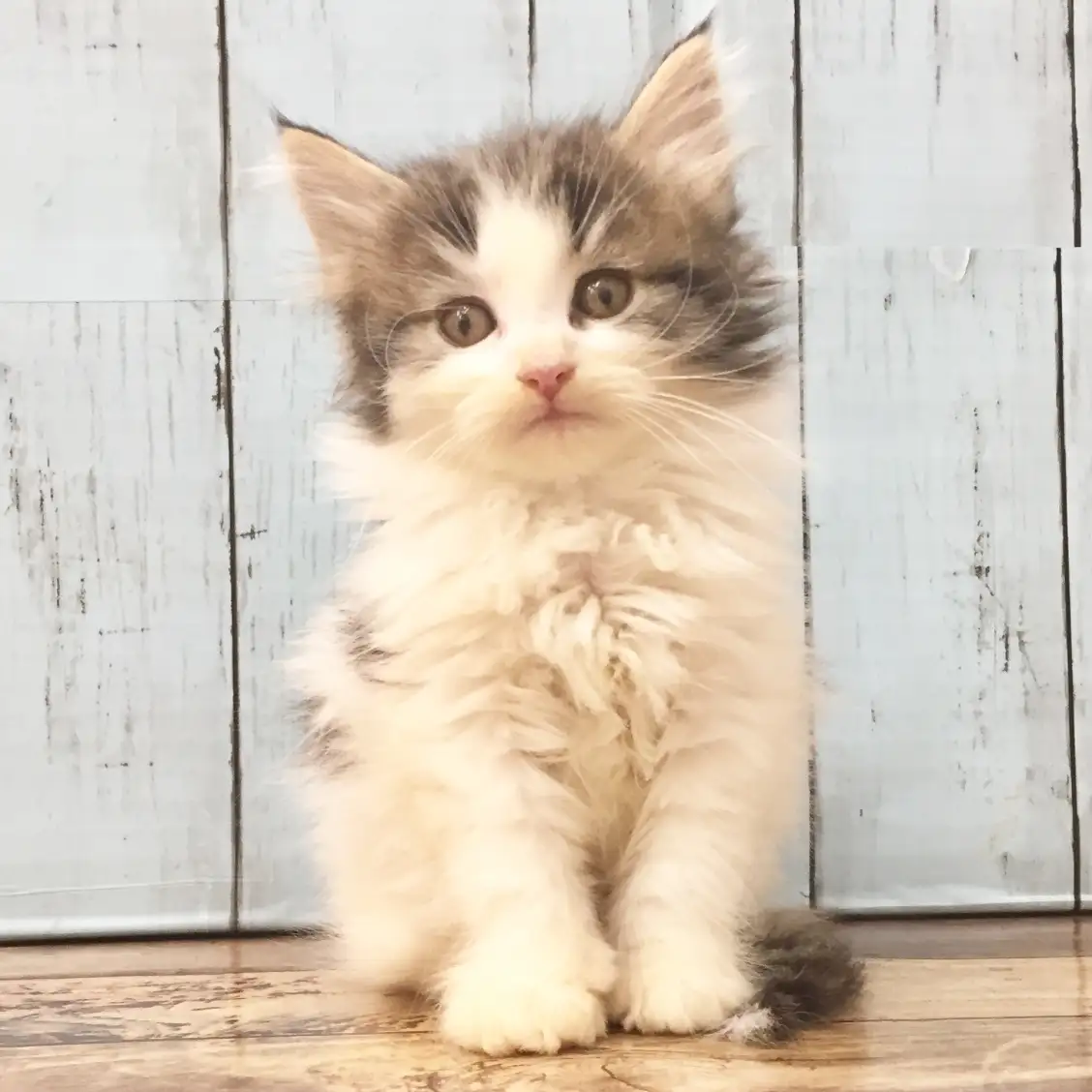 ノルウェージャンフォレストキャット