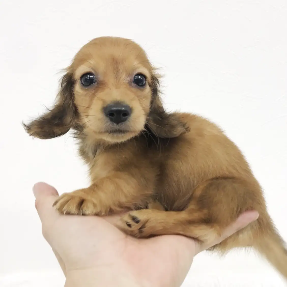 ミニチュア・ダックスフント