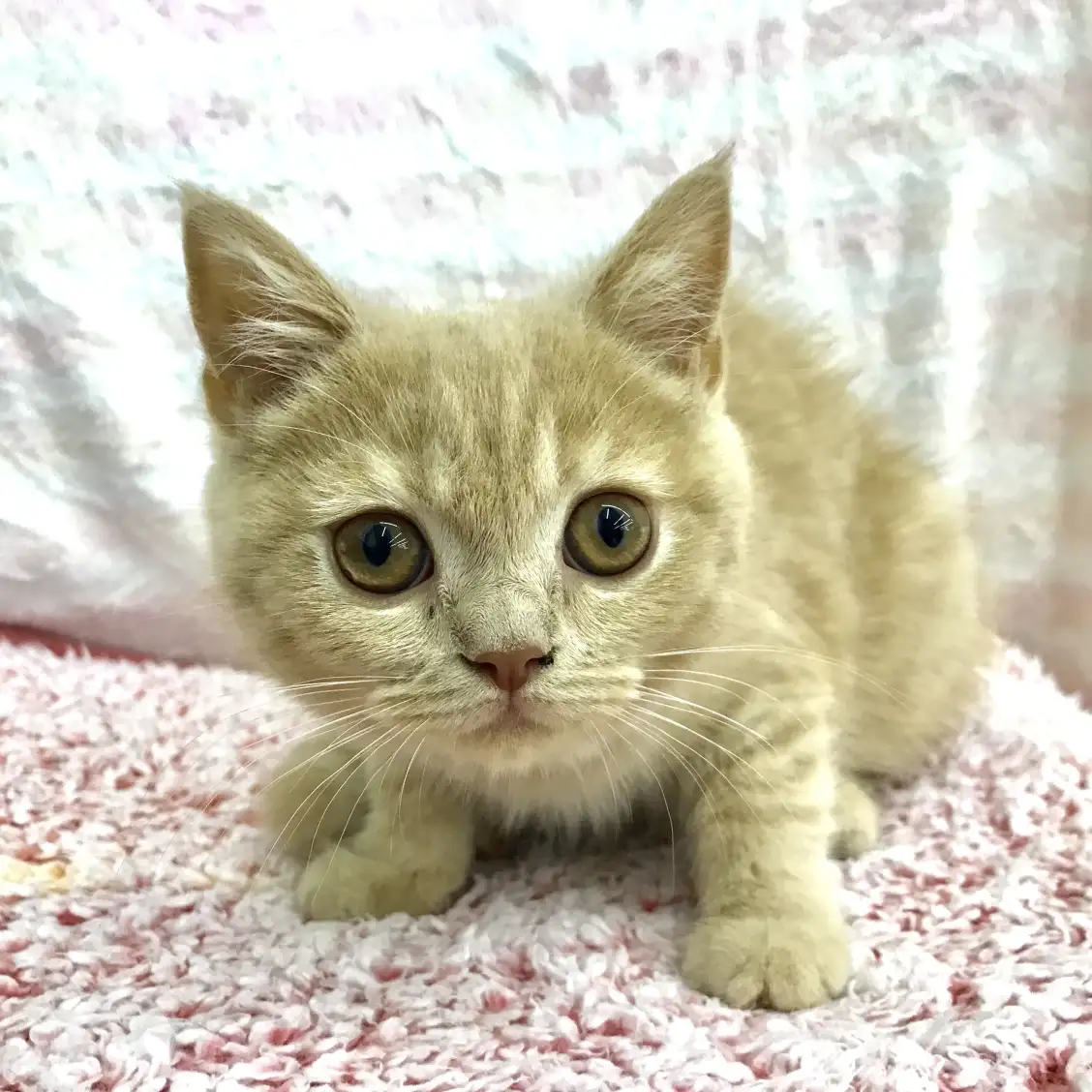 ブリティッシュショートヘア