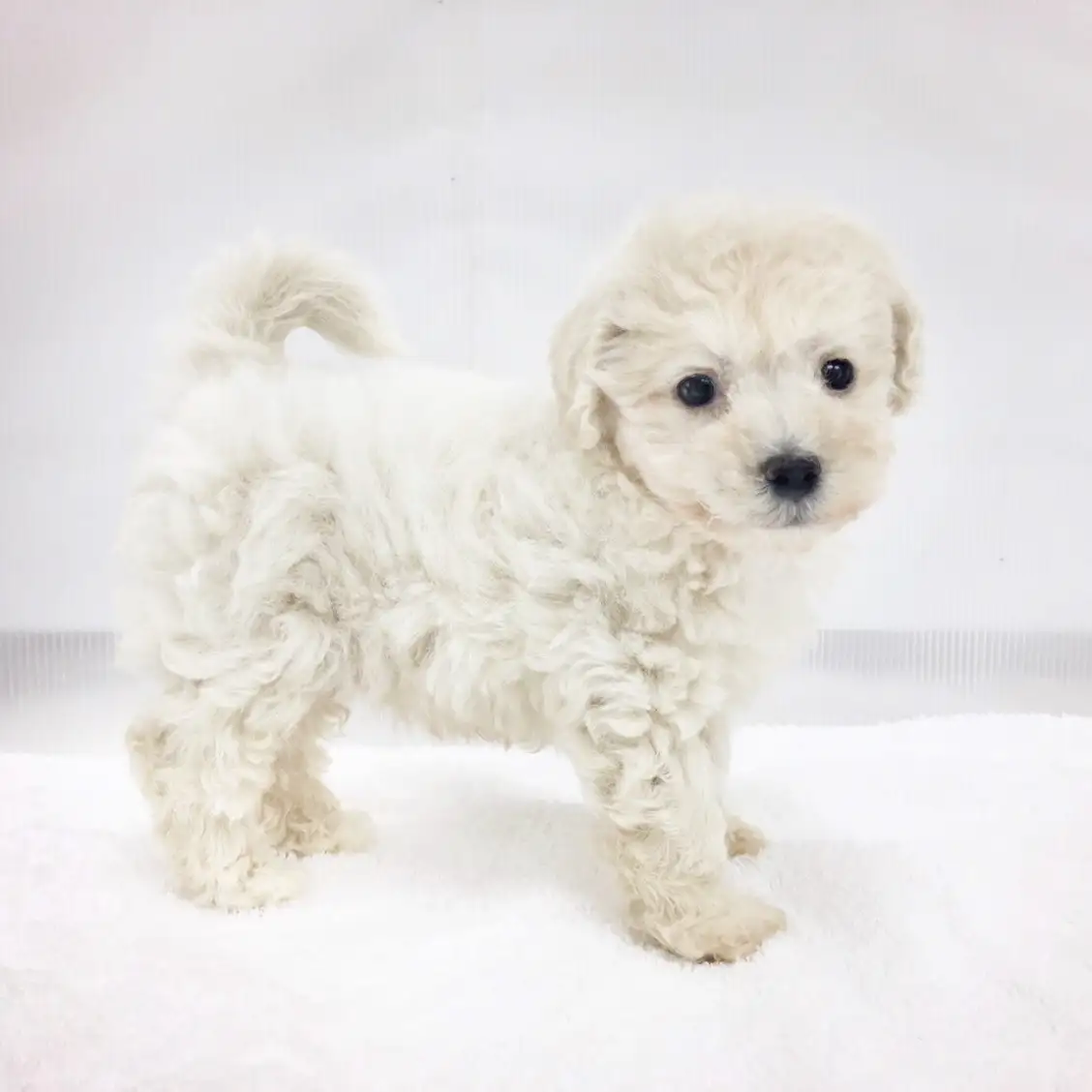 MIX（トイプードル×マルチーズ）