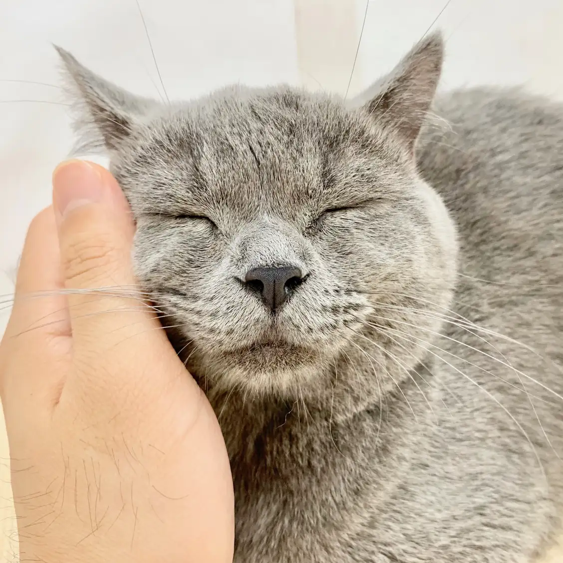 ブリティッシュショートヘア