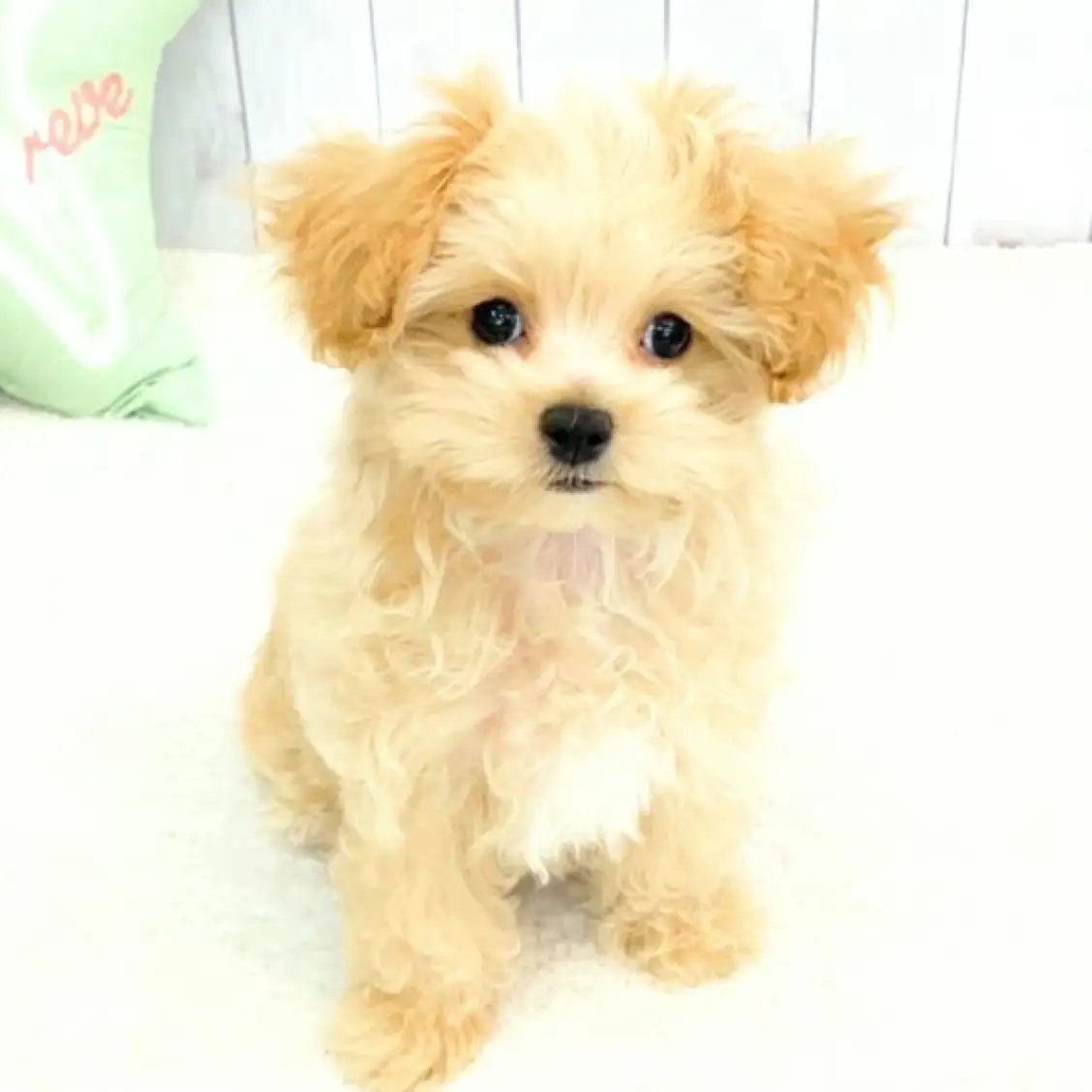 MIX(マルチーズ×トイプードル)