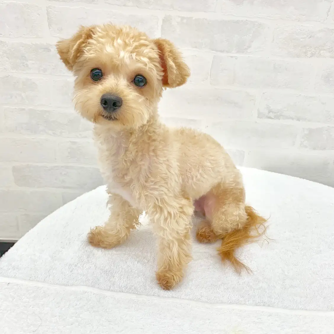 MIX（トイプードル×チワワ）