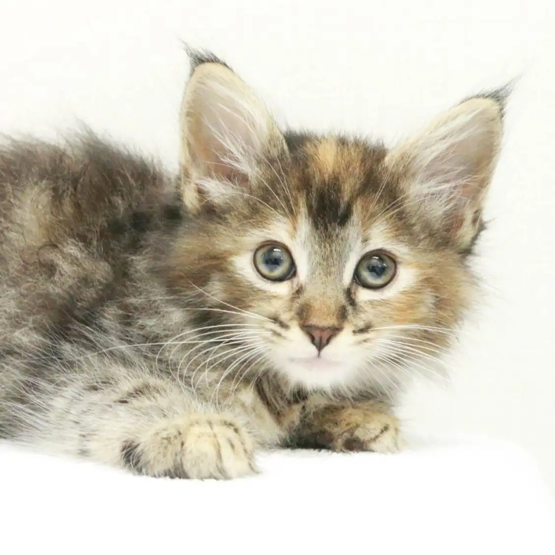 ノルウェージャンフォレストキャット