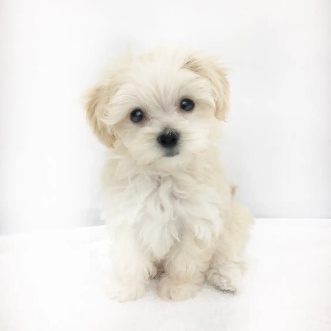 MIX(マルチーズ×トイプードル)