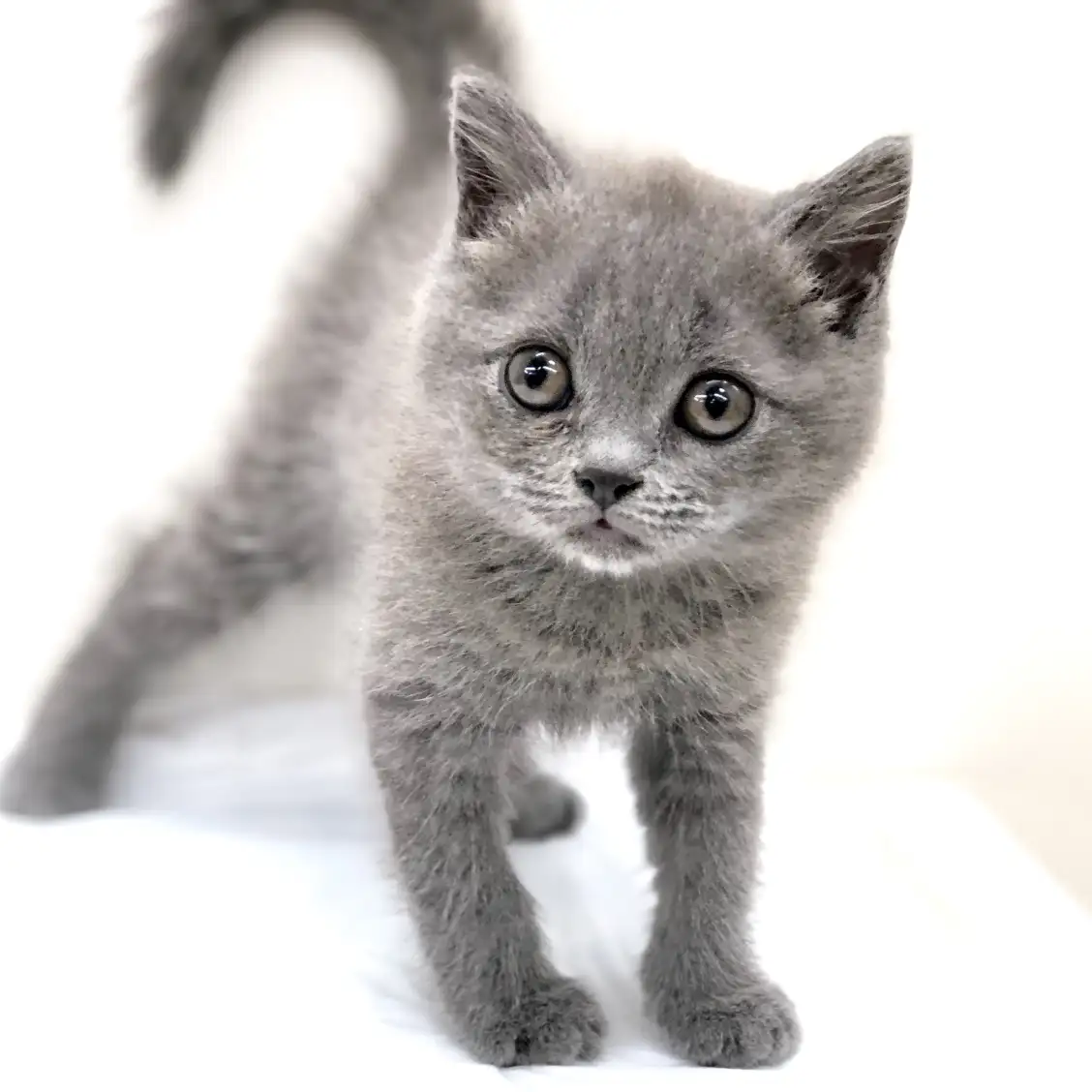 ブリティッシュショートヘア