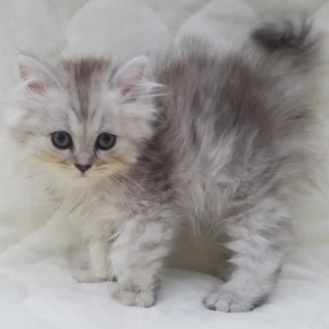 MIX(エキゾチック×ヒマラヤン)