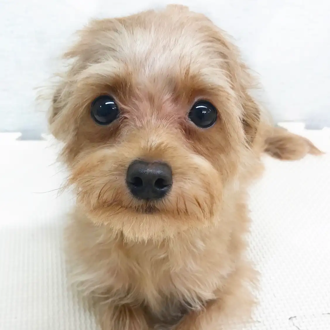 MIX（トイプードル×チワワ）