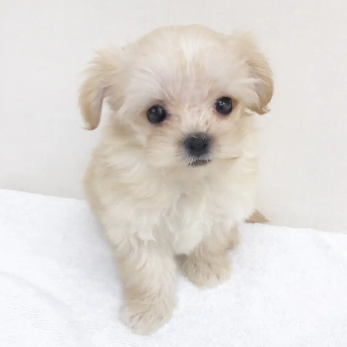 MIX(トイプードル×マルチーズ)