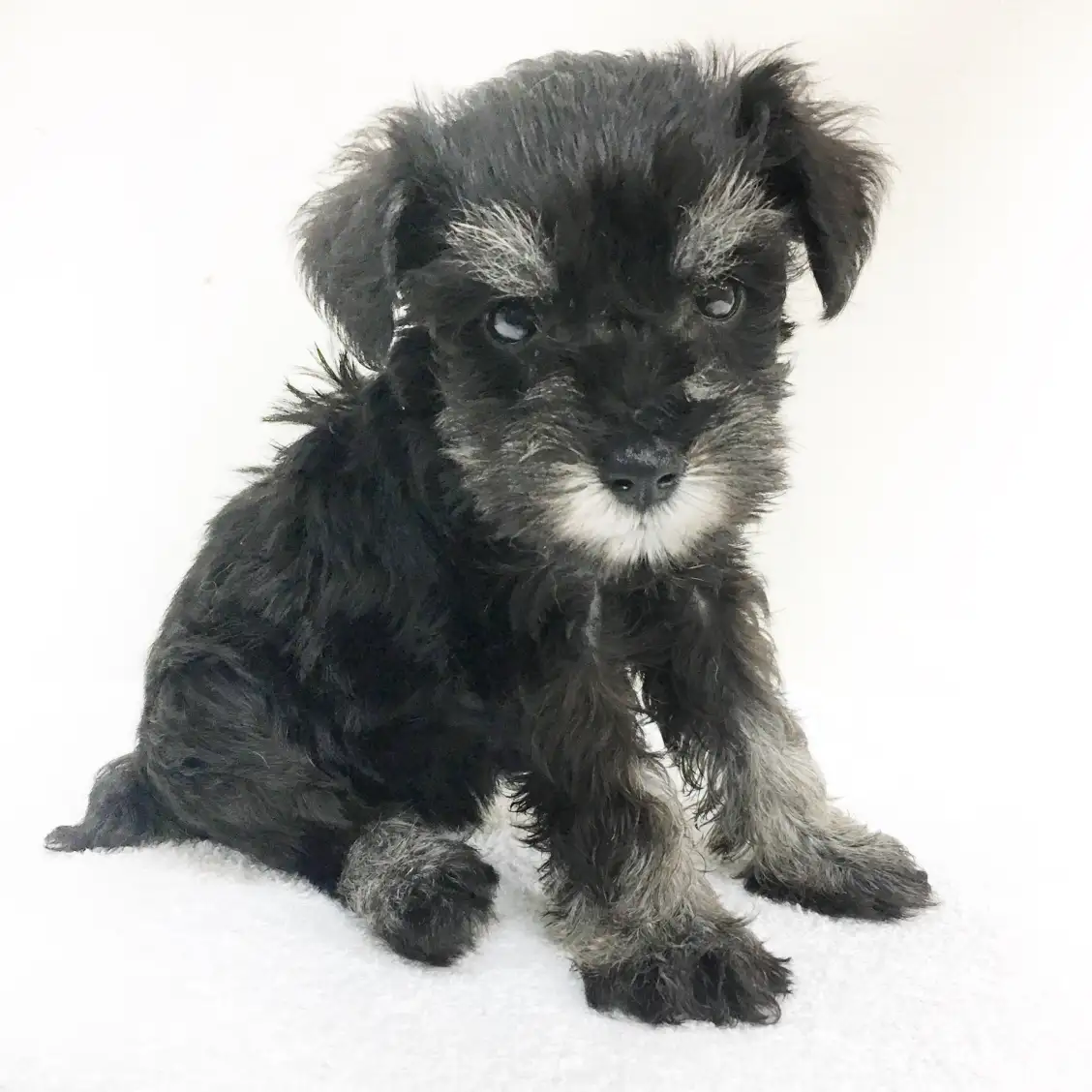 ミニチュア・シュナウザー