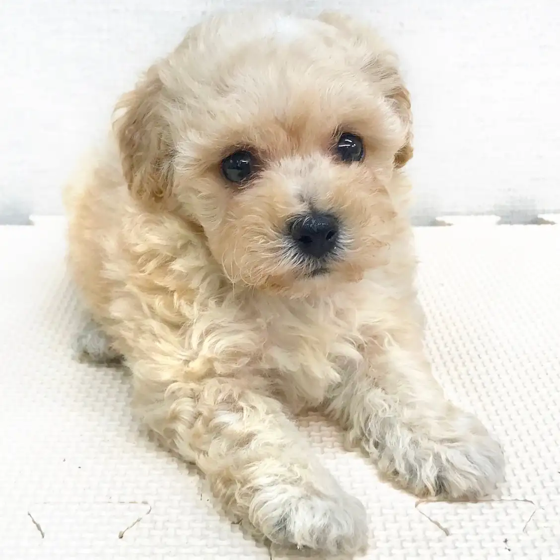 MIX(マルチーズ×トイプードル)