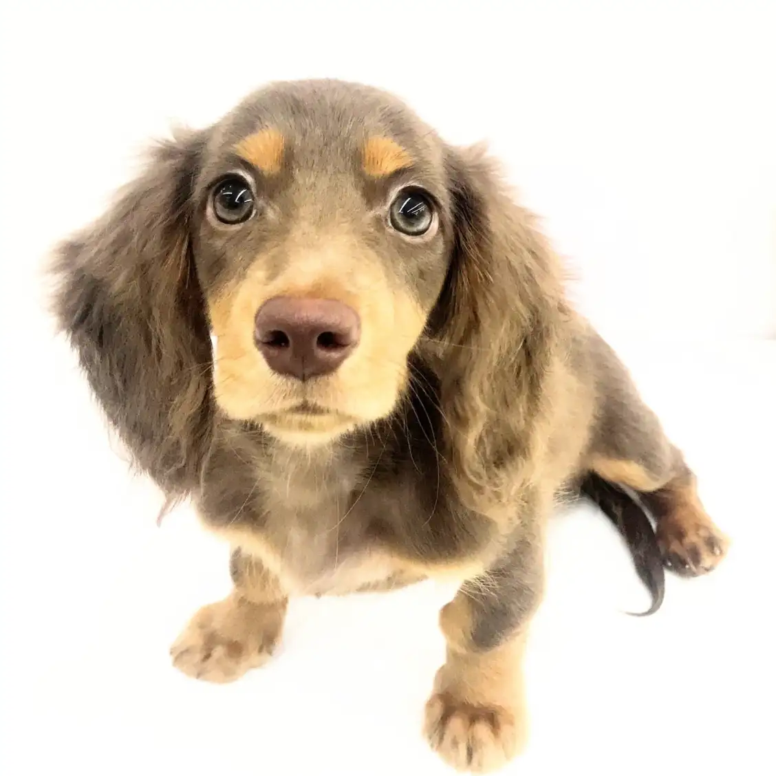 ミニチュア・ダックスフント