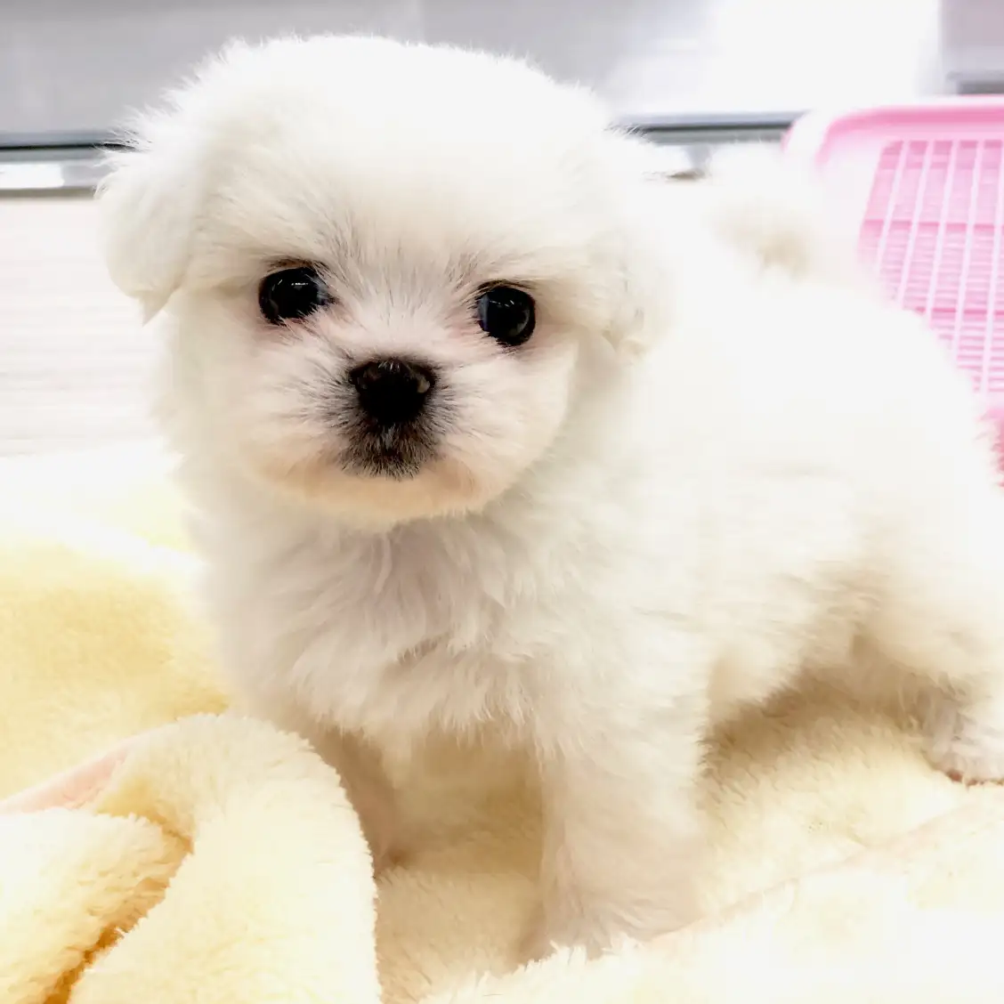 MIX（ペキニーズ×マルチーズ）