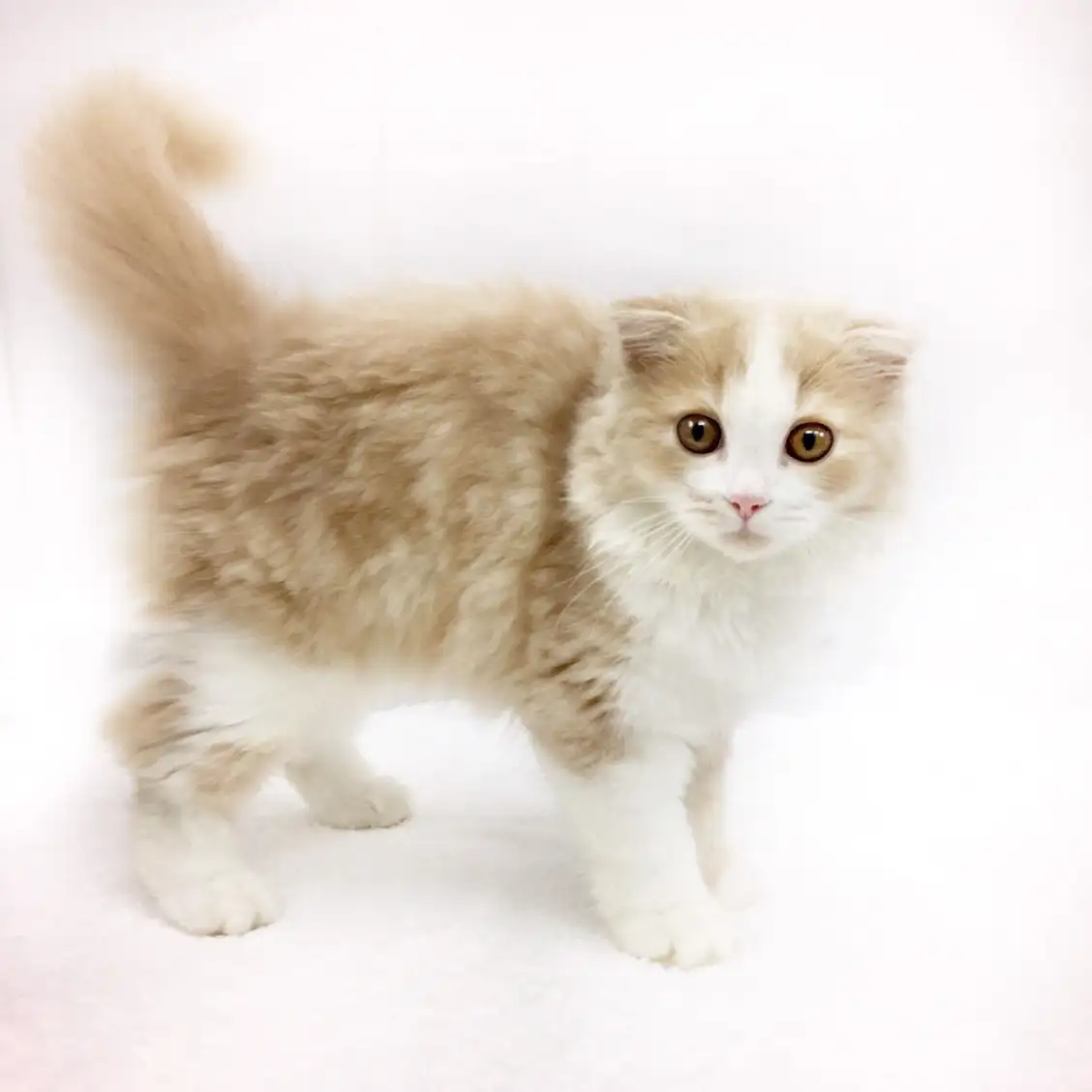 スコティッシュフォールド