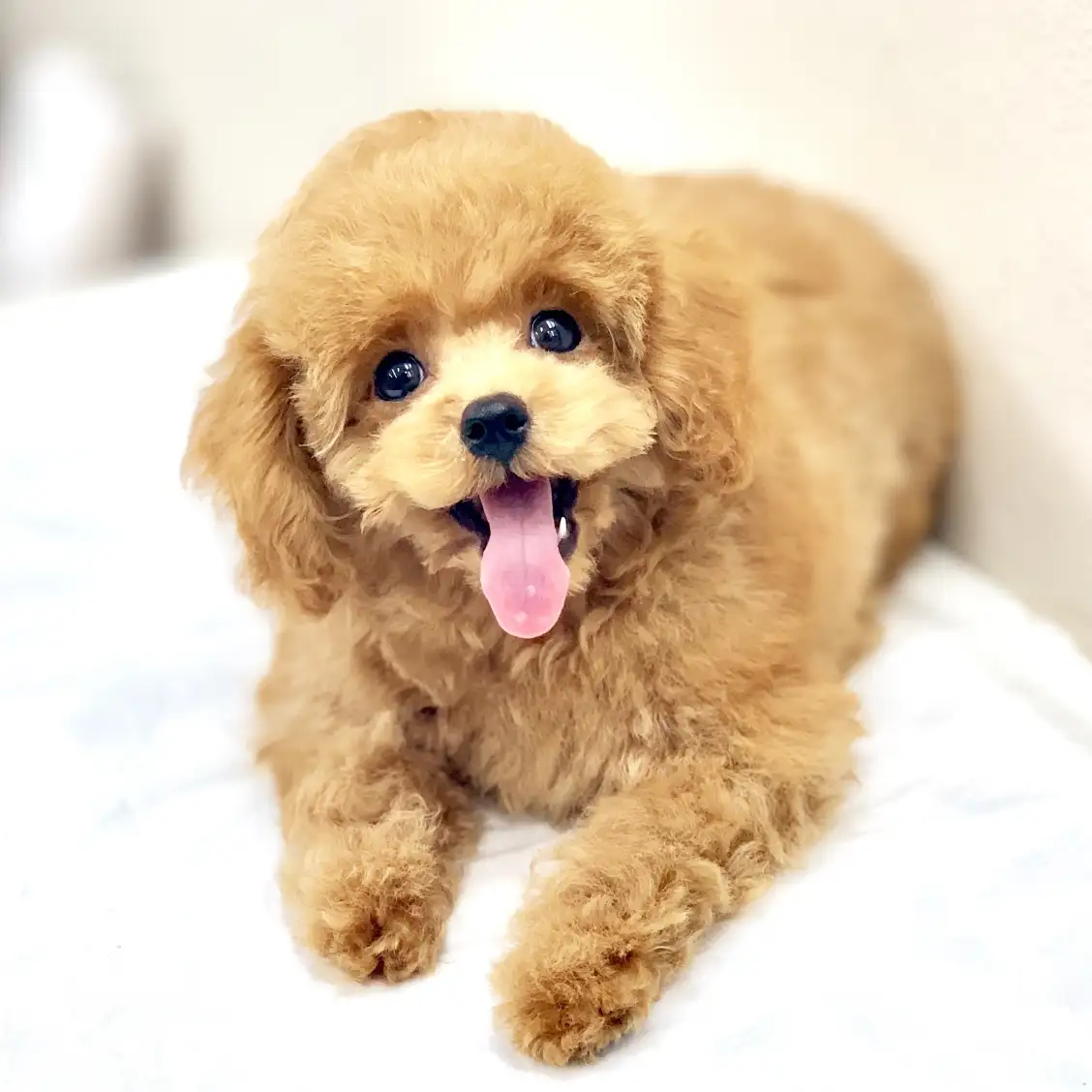 トイ・プードル