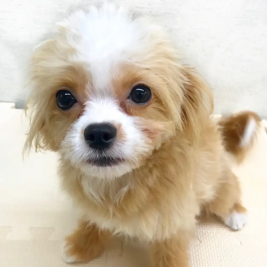 MIX(チワワ×マルチーズ)