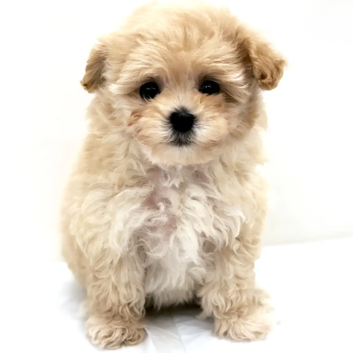 MIX(トイプードル×マルチーズ)