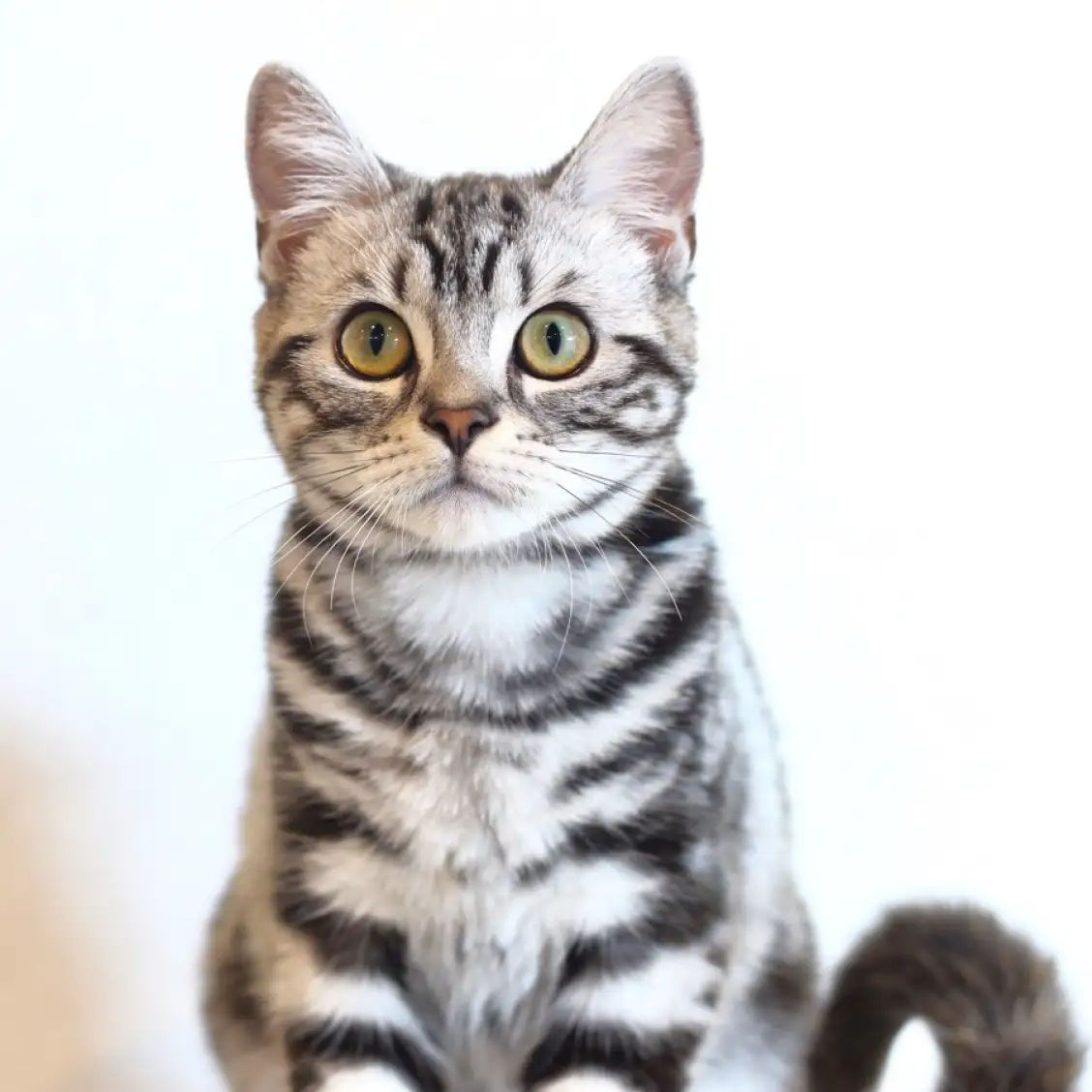 アメリカンショートヘア