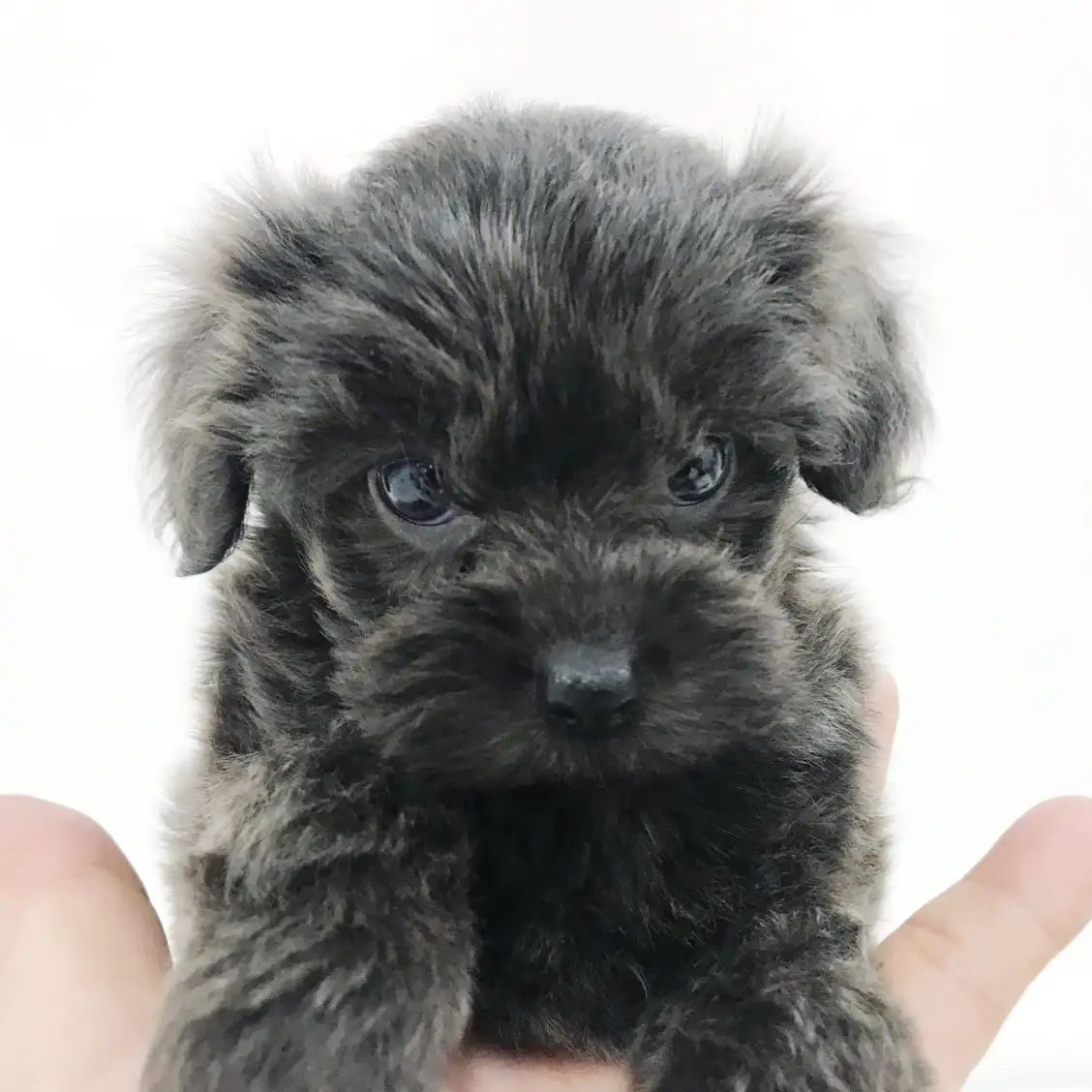 MIX（トイプードル×ヨークシャーテリア）