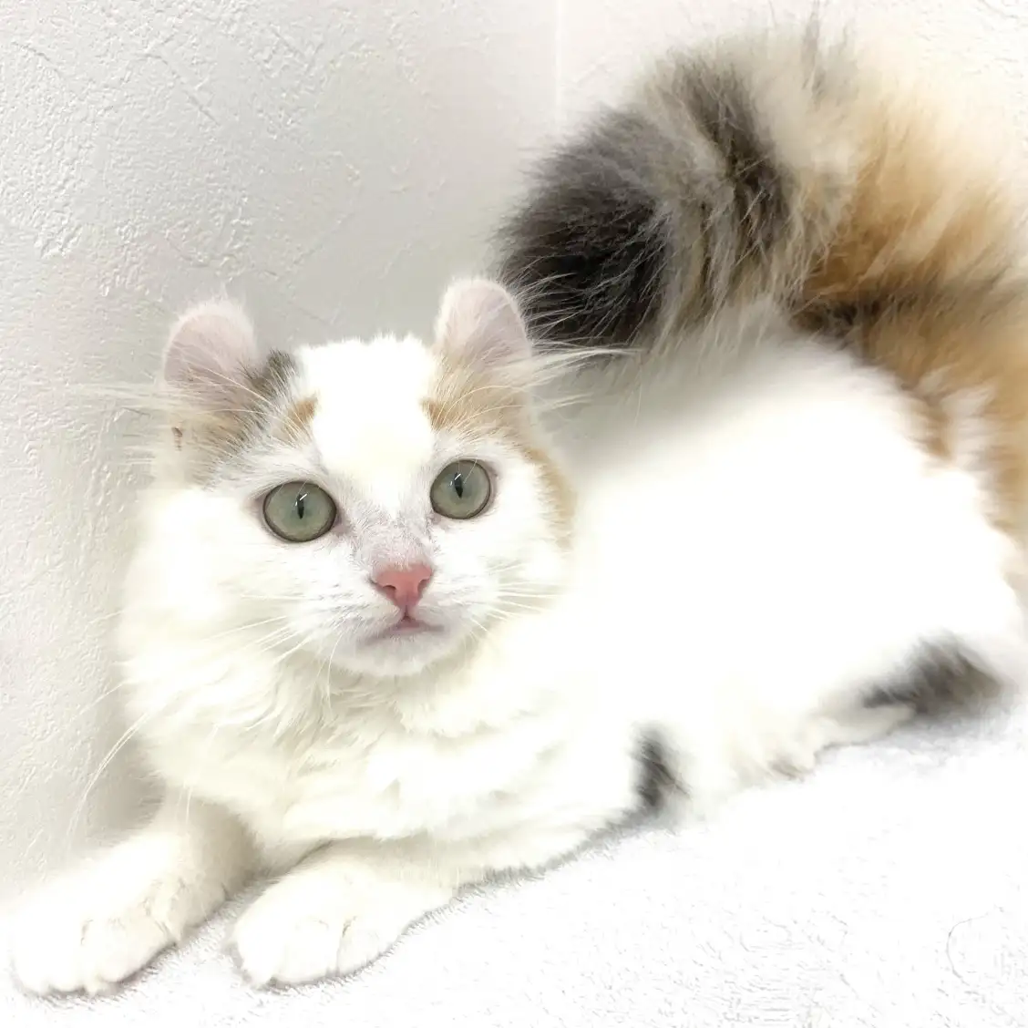 アメリカンカール