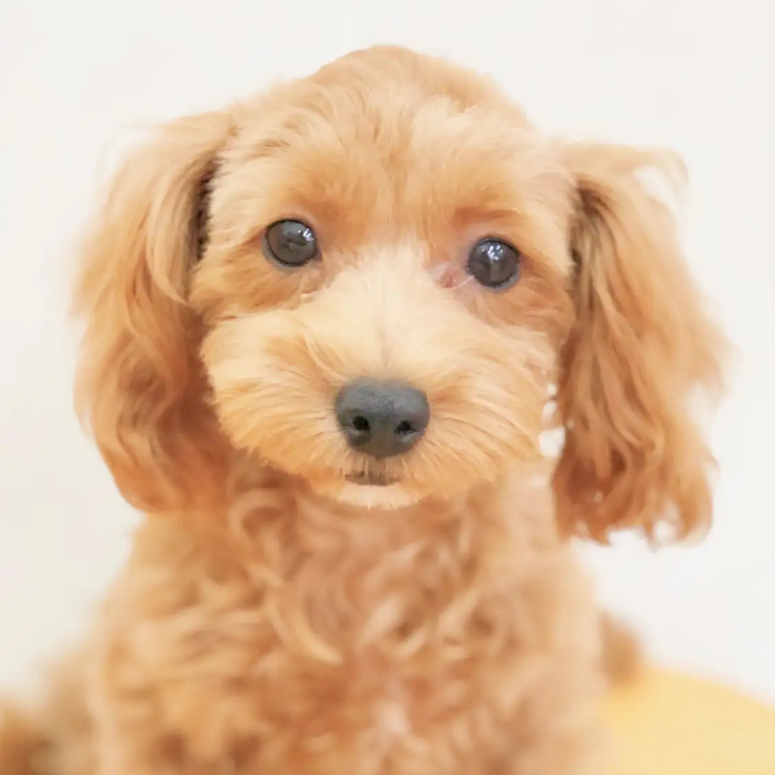 MIX(マルチーズ×トイプードル)