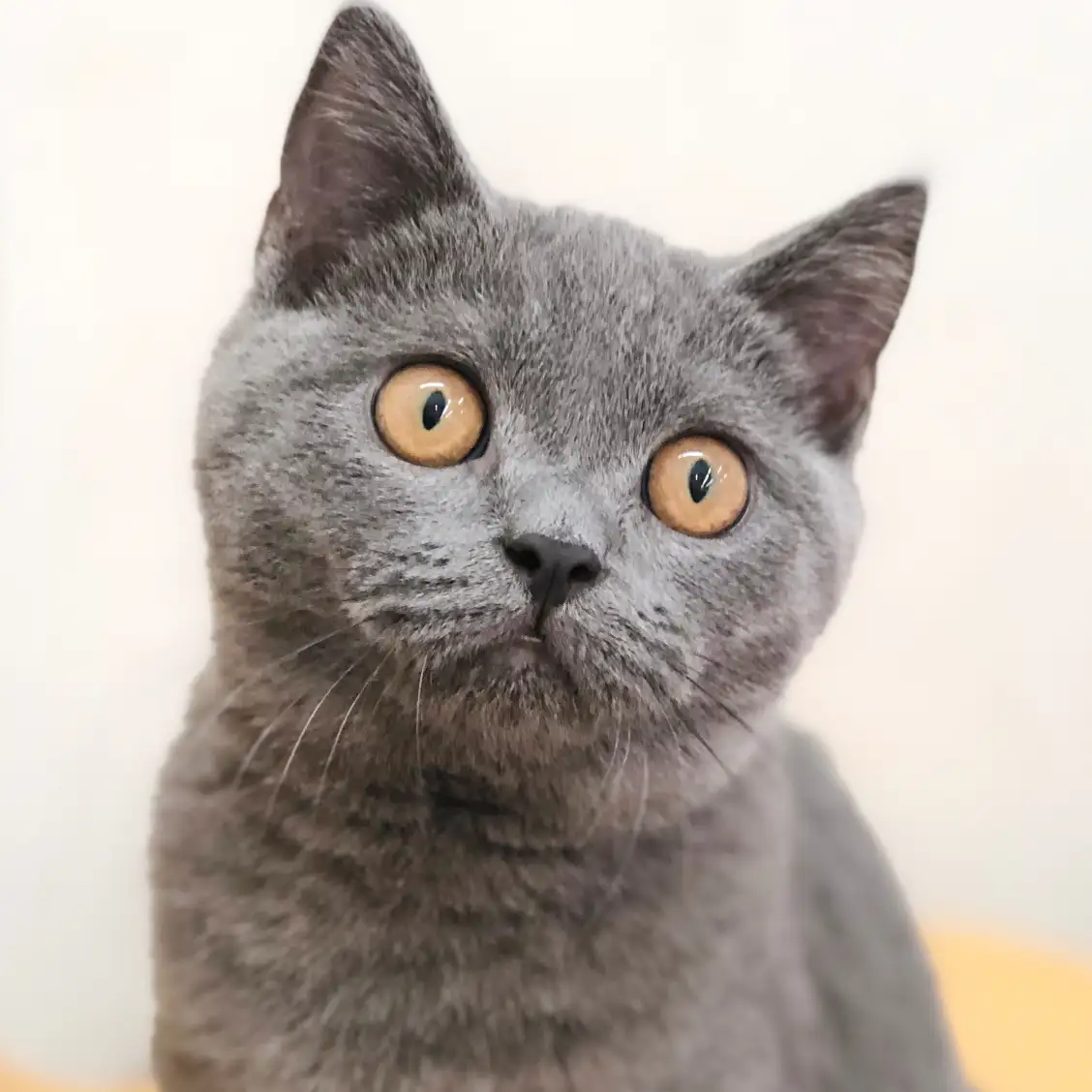 ブリティッシュショートヘア