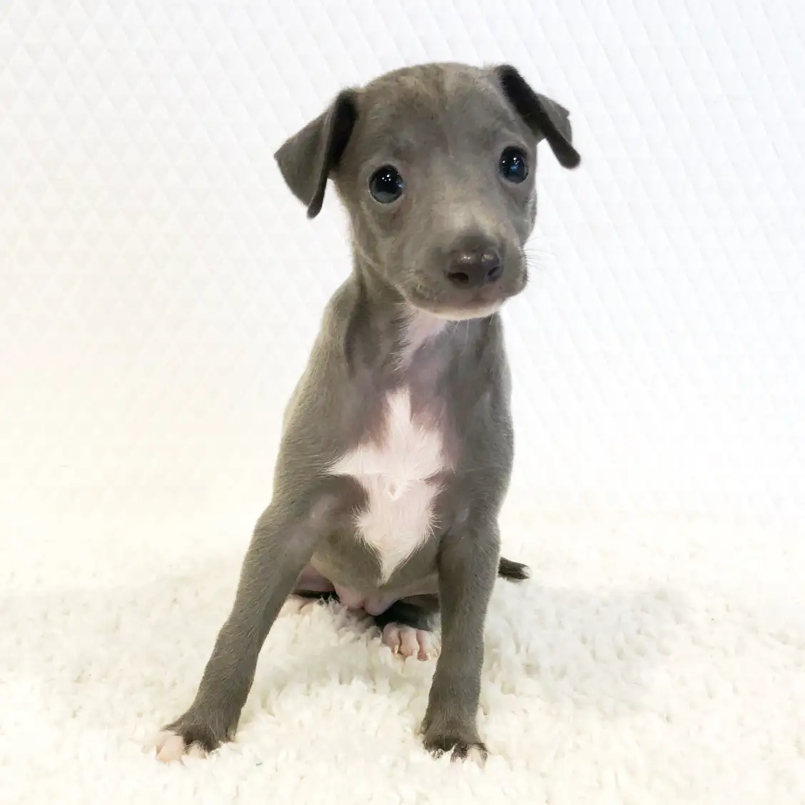 イタリアングレーハウンド