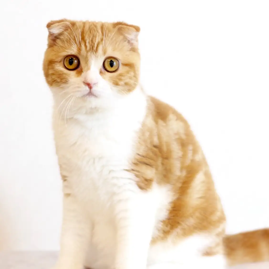 スコティッシュフォールド