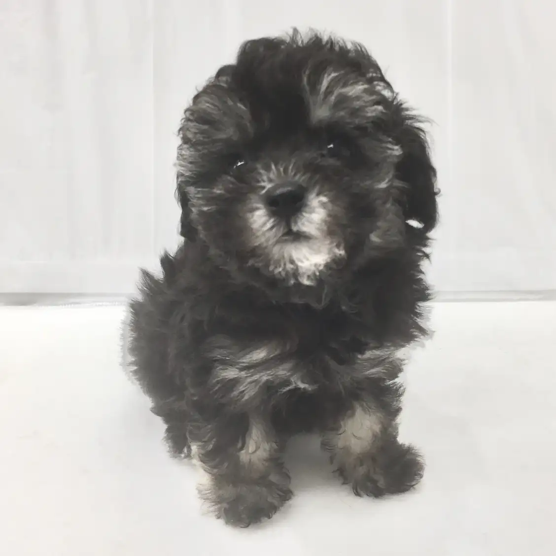 トイ・プードル