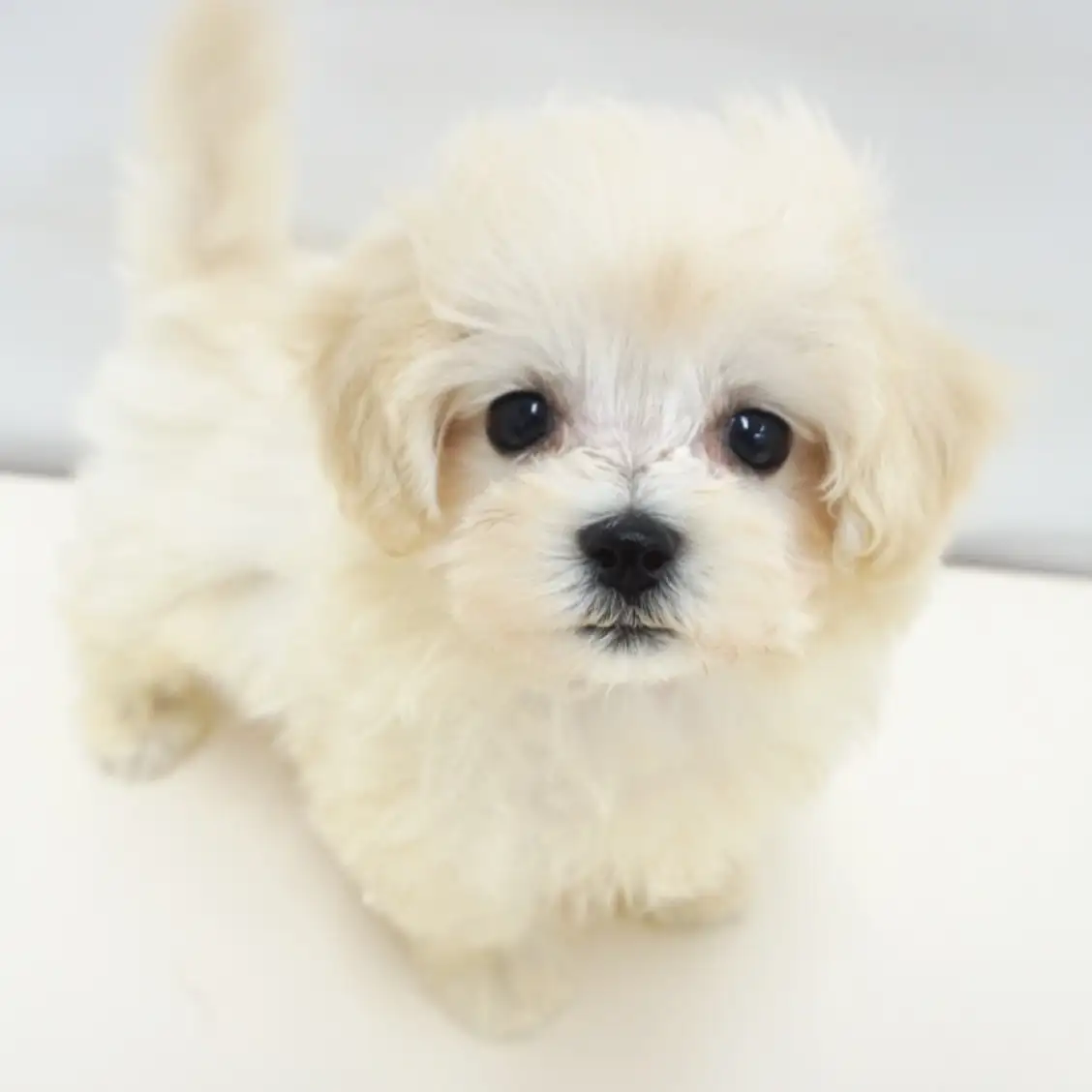 MIX(マルチーズ×トイプードル)