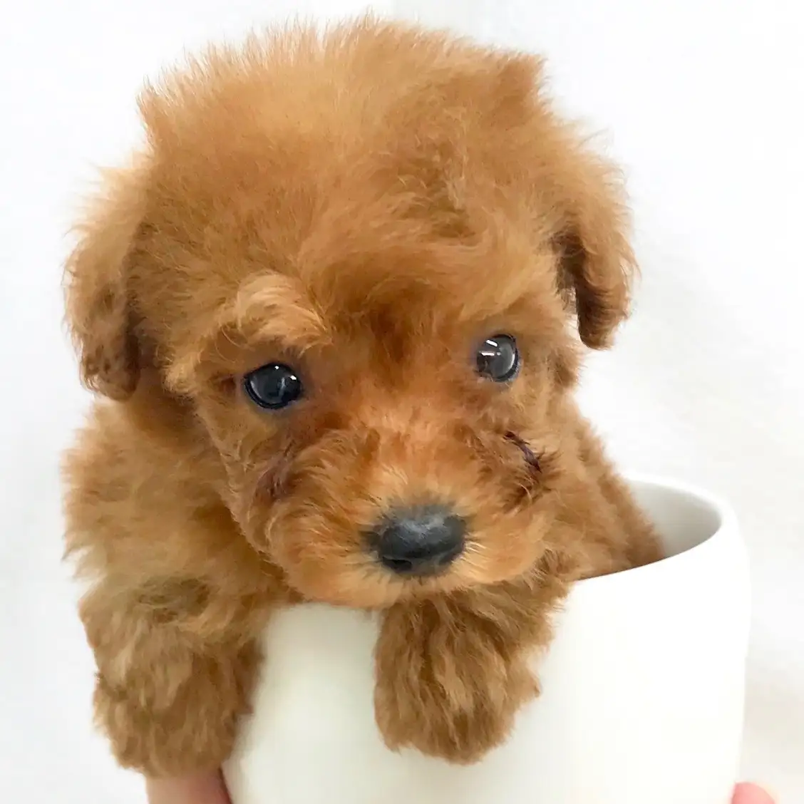 トイ・プードル