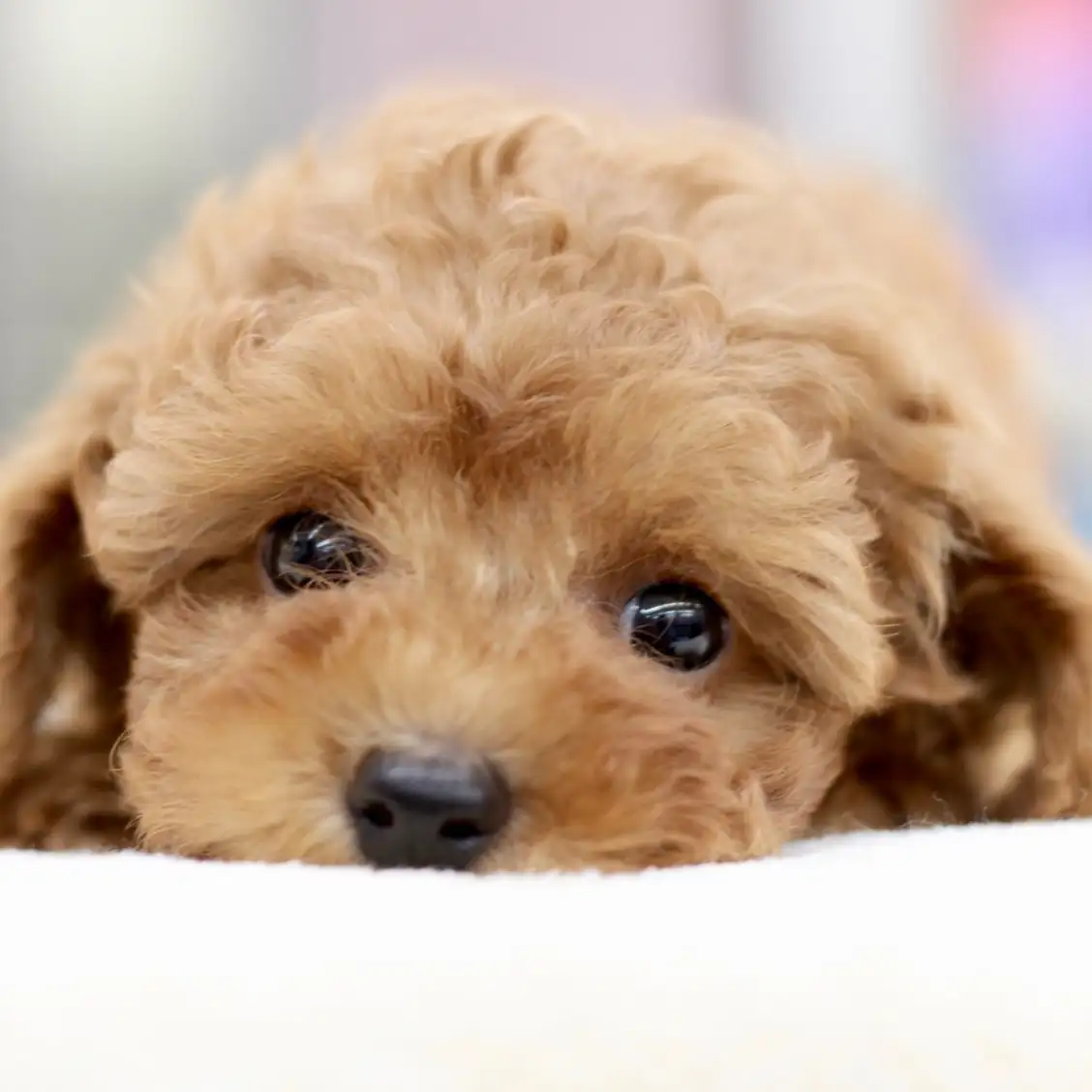 トイ・プードル