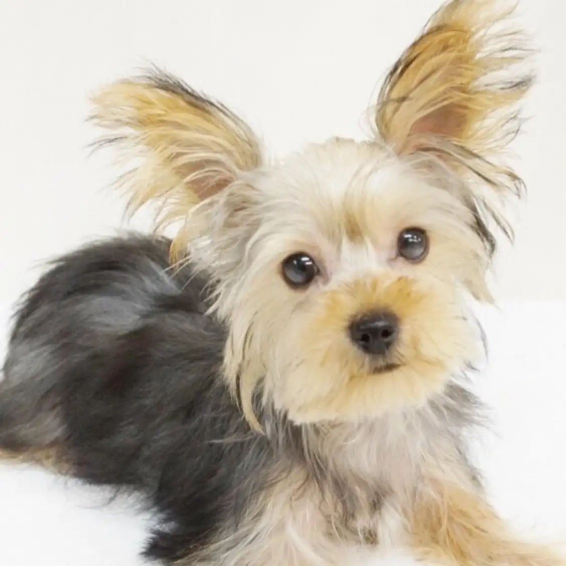 ヨークシャーテリア