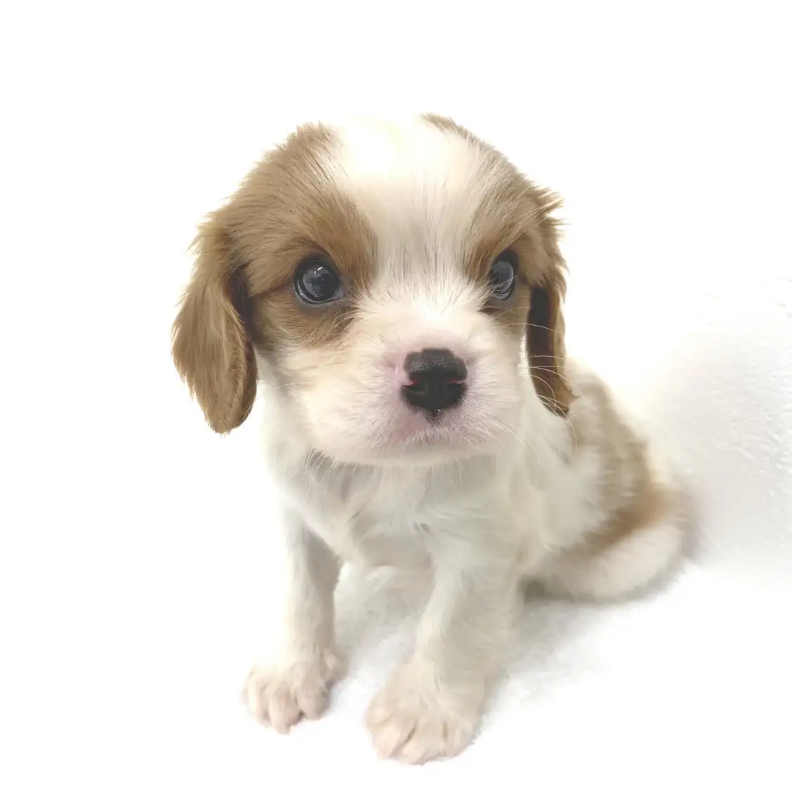 キャバリア・キングチャールズ・スパニエル