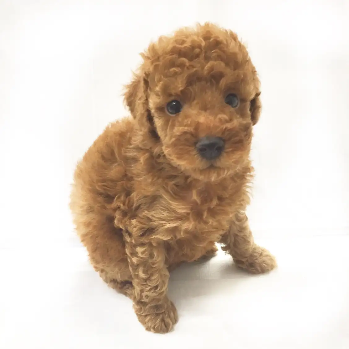 トイ・プードル