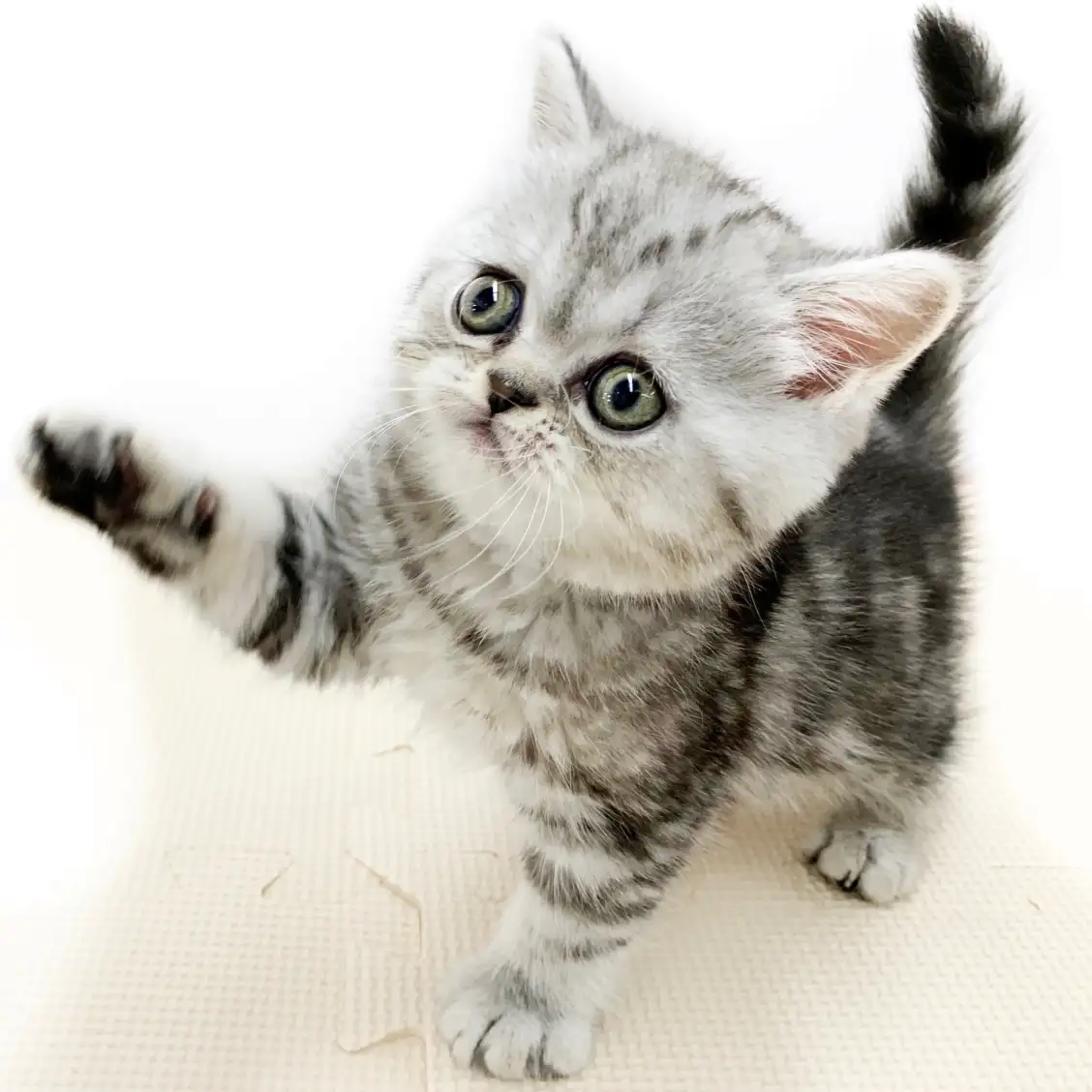 エキゾチックショートヘア