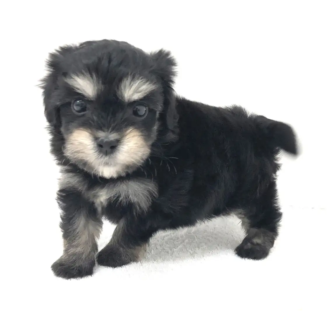 MIX（トイプードル×マルチーズ）