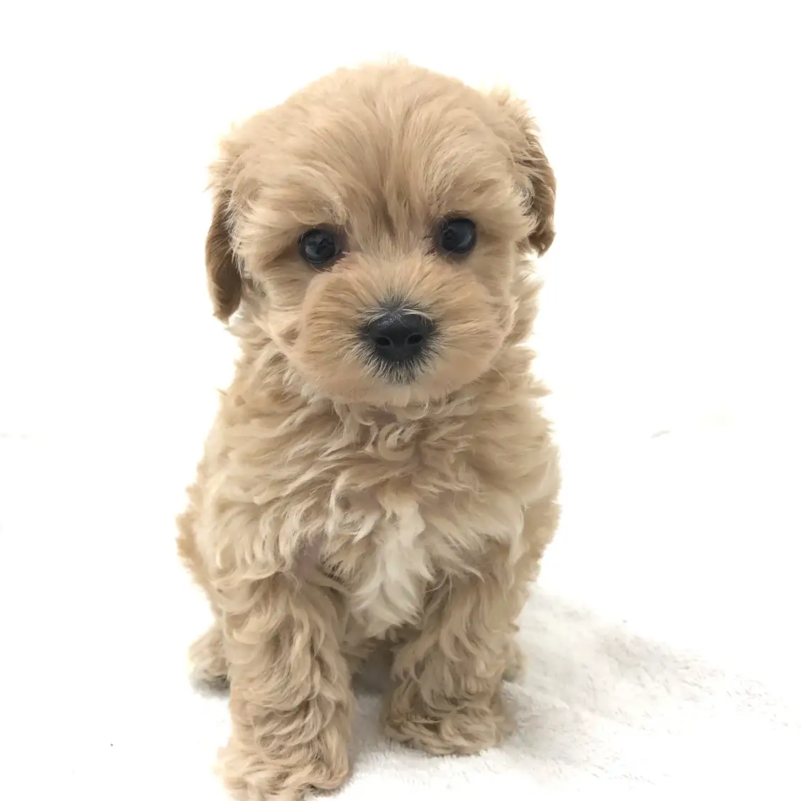 MIX(マルチーズ×トイプードル)