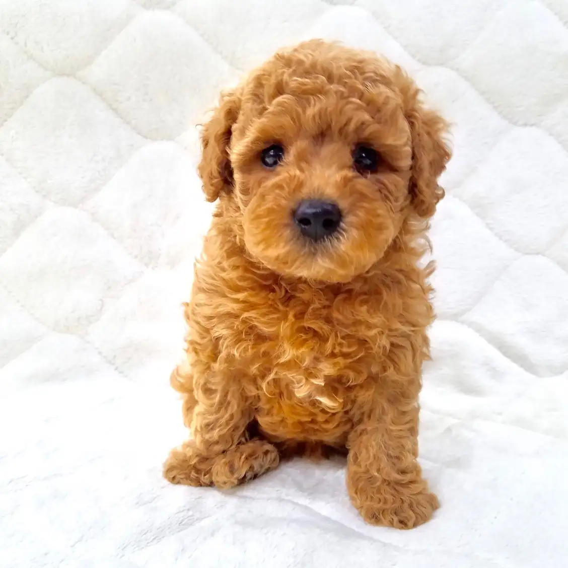 トイ・プードル