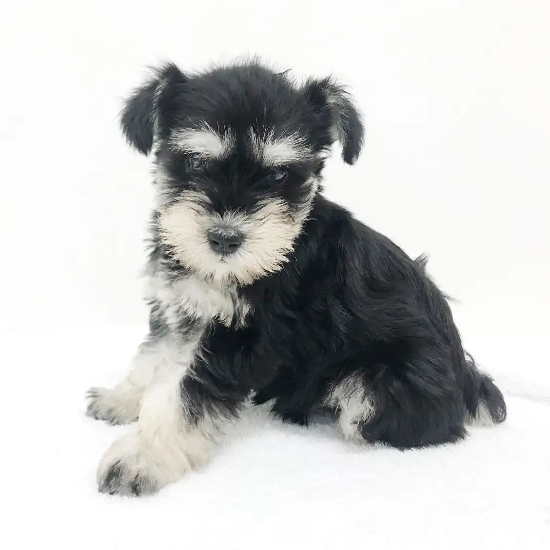 ミニチュア・シュナウザー