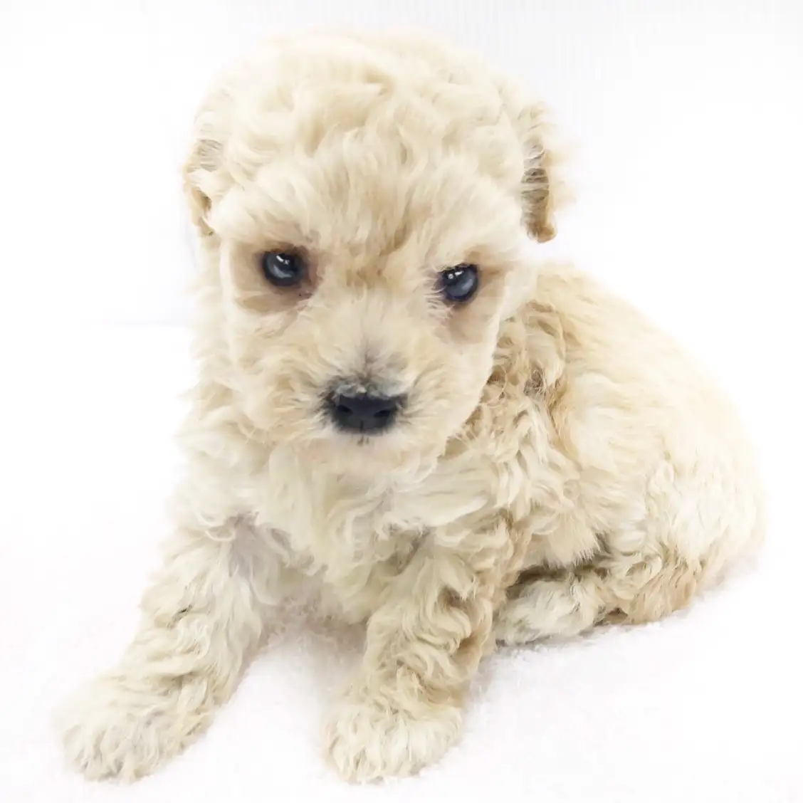 MIX(トイプードル×マルチーズ)