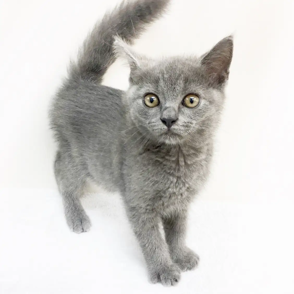 ブリティッシュショートヘア