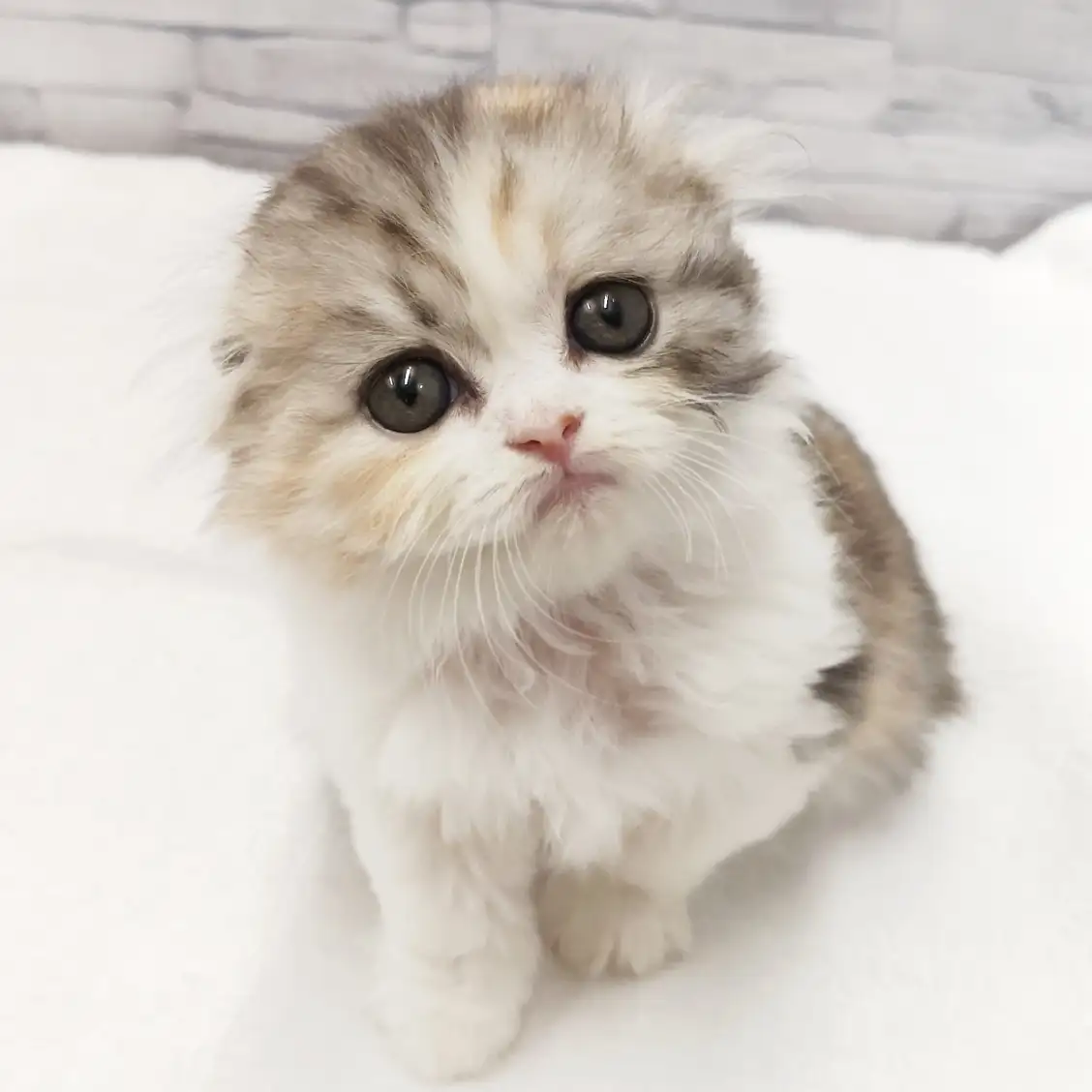 スコティッシュフォールド