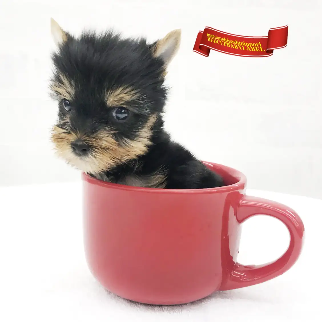 ヨークシャーテリア