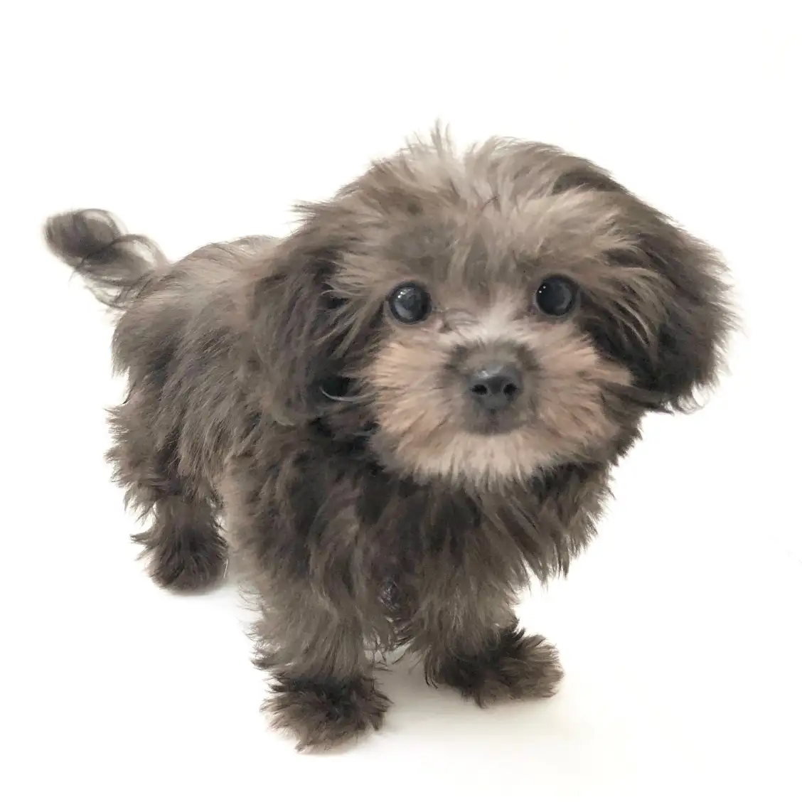 MIX（トイプードル×ヨークシャーテリア）