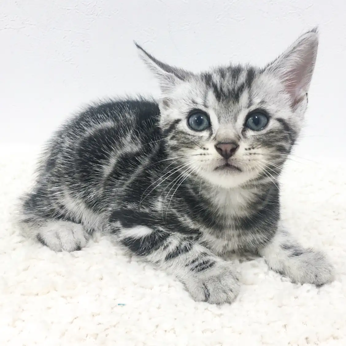 アメリカンショートヘア