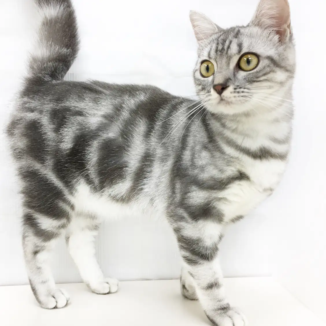 アメリカンショートヘア